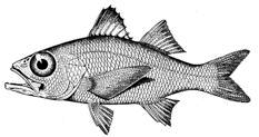 Familia Acropomatidae_clave